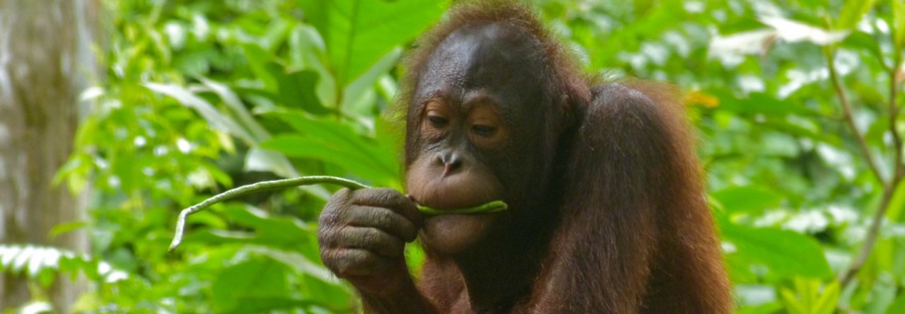 Un chimpanzé croque le doigt du directeur de son zoo